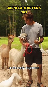 18K views · 1.1K reactions | Take good care of your Alpacas! #reels #viral #alpaca #babyalpaca #animals #cuteness | Goat Daddy's Farm | Facebook