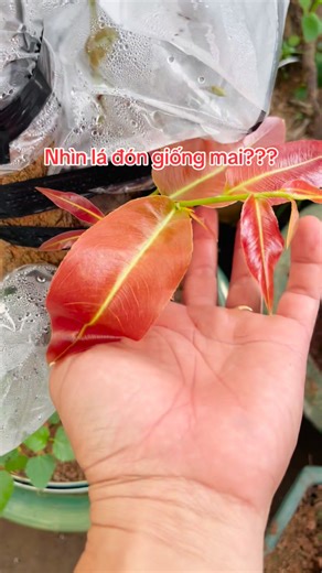 Nhìn lá mai đoán giống gì?? #maivangmiennam #trongmaivang #ghepmai | Dung Tran