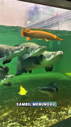 Alligator Gar vs. Aquarium Ruler King Arapaima #arapaimafish #alligatorgar #shorts