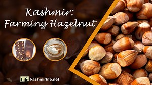 136K views · 1.1K reactions | Kashmir: Farming Hazelnut | Kashmir Life | Facebook