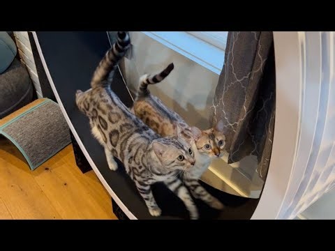 Is This the BEST Cat Toy EVER? Luna & Luxe Test It Out!