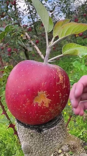 Exploring the Beauty of Fresh Apples in Nature