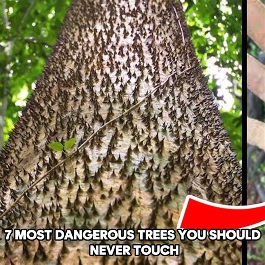 684K views · 6.7K reactions | 7 Most Dangerous Trees You Should Never Touch | Untold Facts | Facebook