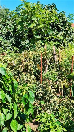 🌱🕊️ Peaceful Vegetable Garden | Birds Singing 🎶🐦#nature