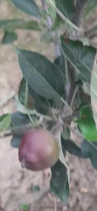 1K views · 18 reactions | Kiwi nursery AY Orchard and nursery Do share like and follow  | KVF Orchard and Nursery | Facebook