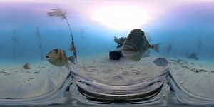 Want to learn more about FWC's coral restoration? Our triggerfish friends do! In this video, FWC coral scientists are gathering corals that have been acclimated (or adjusted) to wild environmental conditions from the FWC coral nursery to be outplanted at 4 sites off Marathon, FL. The current phase of the Coral Rescue Project which collected corals for gene banking in response to Stony Coral Tissue Loss Disease –Propagation and Restoration– involves outplanting baby corals to Florida's reefs. Ens