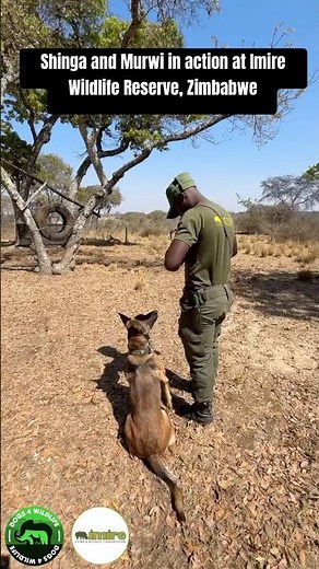 Shinga and Murwi, Dogs 4 Wildlife Specialist Conservation Dogs in action at Imire Reserve, Zimbabwe.
