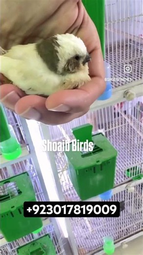 English Zebra Finches Gray Cheek #zebrafinchbreeding