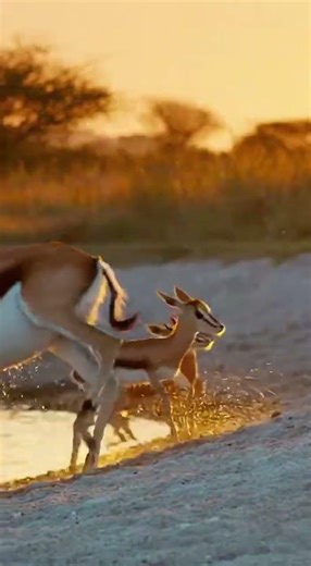 Gazelle Family Crossing a Crocodile-Filled River #shorts