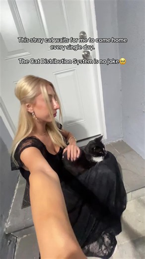 When Can I Claim a Stray Cat as Mine? Cat Distribution System Guide