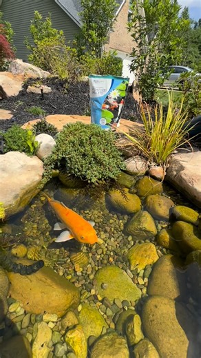 Did your $2,000 koi become a heron’s breakfast?😳 This system uses Aquascape smart plugs connected to jets and aerators. Smart plugs, connected to aerators and jets, on a set schedule cause the water disturbance, reducing visibility so herons can’t spot your koi. Clean look, automated defense. The brutal truth: deterrents like this, decoys, and sprinklers slow predators down but don’t stop them. Herons adapt. Real protection: Build deeper than 3 feet. Herons can’t reach fish in deeper water, and