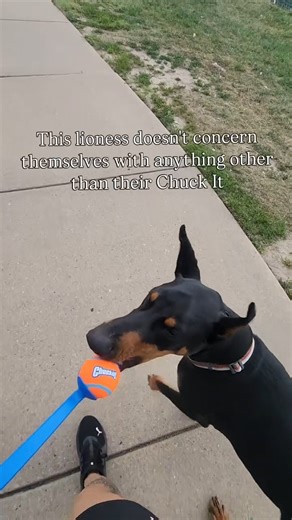 The lioness has spoken: Chuckit! or nothing. 👑🎾 🎥: @beeandsquid | Chuckit Fetch Games