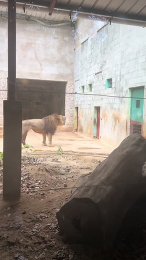 Incredible Lion Roaring at Emperor Valley Zoo in Trinidad and Tobago