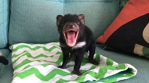 28K views · 1K reactions |  AT HOME WITH TASMANIAN DEVIL JOEYS!  Keeper Dean sure has his hands full with Dash and Violet - our Tasmanian Devil Joeys! Dean is handraising them which means a lot of cuddles, care and bottle feeding in the middle of the night! | Australian Reptile Park | Facebook
