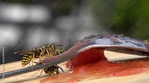 Deutsche Wespe (Vespula,germanica) nascht an Marmelade