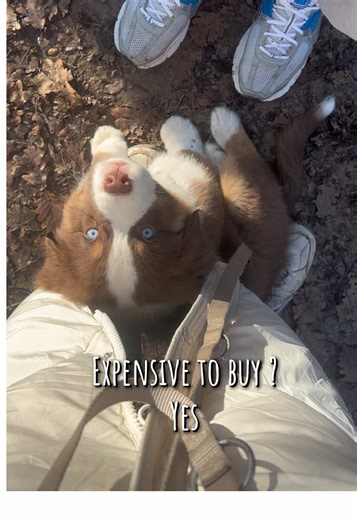 Why Australian Shepherds are Worth the Investment