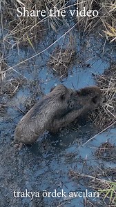 73K views · 399 reactions | Mating Wild Boar / Çiftleşen Yaban DOMUZU | Trakya Ördek ve Domuz Avcıları | Facebook