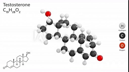 Molecule of Testosterone. Animated 3d model of male hormone. Molecular formula: C19H28O2. Chemical model: Ball and Stick. White background. 3D rendering. Seamless loop