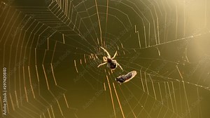 A spider weaves its prey into a cocoon, on a spider's web on a summer morning a fly got caught in the web