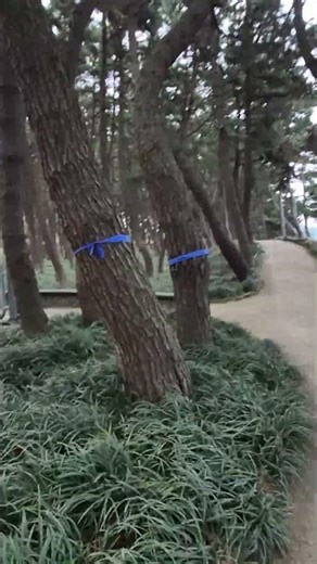 서천에서 장항 송림 자연휴양림 가볍게(?) 아침조깅~(첫번째 방문)