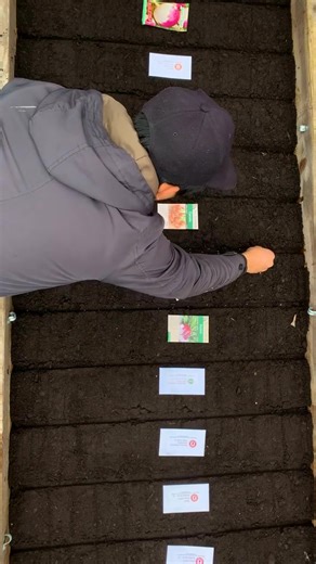 part Radishes are one of the easiest and fastest vegetables to grow, making them perfect for beginners and kids who want to try their hand at gardening! Planting Time Spring (April-May) & Fall (August-September) Days to harvest 20-30 d~ | Plantedinthegarden