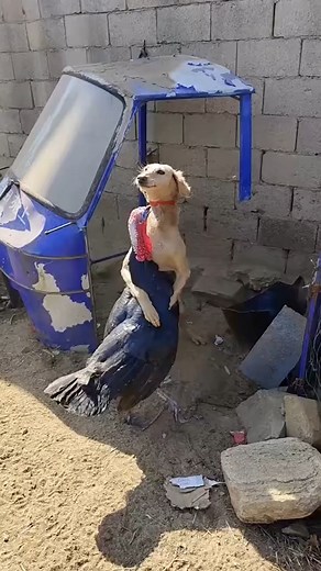 132K views · 990 reactions | Chicken fighting with dog | Animals | Facebook