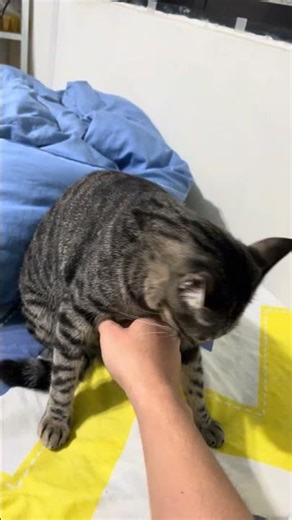 2021/10/14 OO撒嬌蹭蹭好可愛😻 #cat #貓咪日常