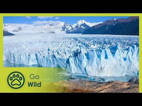 Wildlife in the Andes - Great Places of the World 6/6
