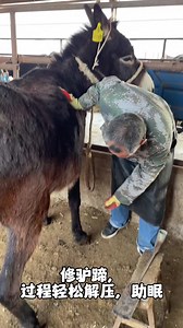 17K views · 159 reactions | Decompressing the donkey hoof repair process丨ASMR丨Donkey hoof cutting sound | Hoof Care | Facebook