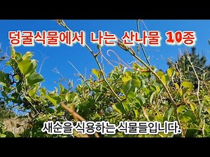먹을수있는 덩굴식물 10종류#####
