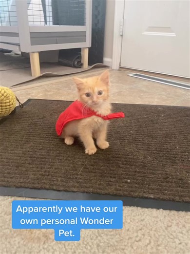 Wonder Pets Save the Kitten | Cute Foster Kitten in a Cape! 😻