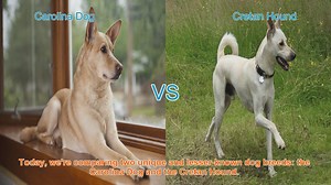 Carolina Dog vs. Cretan Hound: A Comparative Guide