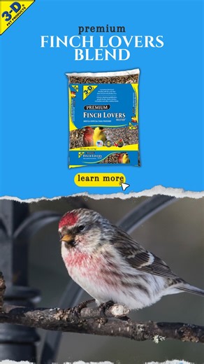 1K views · 15 comments | Common Redpolls are brown and white birds with heavily streaked sides and a small red forehead patch. Most people across the northern-most states in the US get to see these birds during the winter, where they're likely to visit thistle or Nyjer® seed. If you live in their region, try filling your feeders with Finch Lovers Blend to spot one: https://www.3dpetproducts.com/products/finch-lovers-blend/ | 3-D Pet Products | Facebook