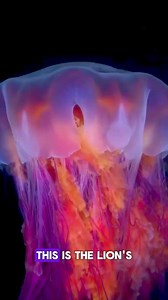2.7K views | Lion's mane jellyfish, largest known species of jellyfish The greatest of these specimens are found in the Arctic, can have bells up to 8 feet (24 meters) in diameter and tentacles up to 120 feet (365 meters) long "#Viral #Trending #Explore #DidYouKnow #BreakingNews #FunFacts #LifeHacks #OnThisDay #Throwback" | Cooking With Vibes | Facebook