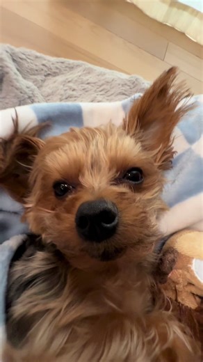 Diego the Yorkie: The Ultimate Big Spoon
