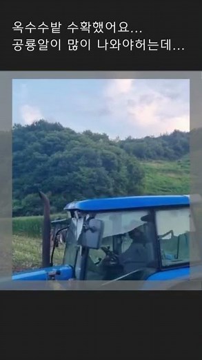 [먹두리의슬기로운시골생활]옥수수 공룡알 몇개나 나오려나~