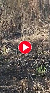 Whereabouts of the wild cat spotted in Hlalanikahle are unknown | Witbank News