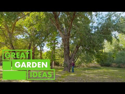 How to Grow BIG Trees In Your Garden | GARDEN | Great Home Ideas