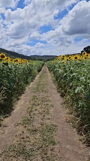🌻 Sunflowers Weekend is Blooming! 🌻 Ten Chain Farm is throwing open the gates on 17 & 18 January, 9am–3pm, and you’re invited to soak up the sunshine before school kicks back in! Think sunflowers as far as you can see, markets, lawn games, tasty food stalls, and the perfect excuse for a sneaky picnic on the farm 🌞🧺 🌻 Pick and take home as many sunflowers as you can carry 🐕 Dog-friendly event, bring your four-legged mate along! 🎟️ Grab your tickets here: Picnic with the Sunflowers Weekend