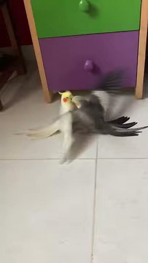 Cockatiel fighting