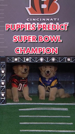 Jimmy Fallon Puppy Predictor: NFL Puppy Picks