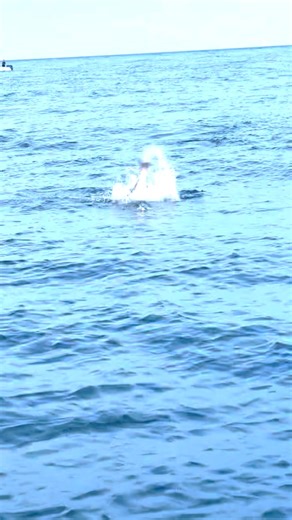 Aggressive bites from Block Island stripers make unforgettable memories courtesy of East Coast Charters. | Shimano North America Fishing