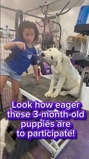 Grooming Table Training for Livestock Guardian Puppies (Peanut Butter Method!)