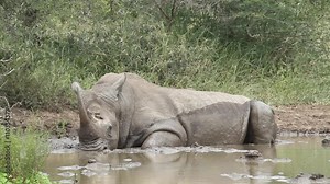 A white rhino lying in muddy water with a red ox-pecker pecking at its head wound, then eating flies on its body