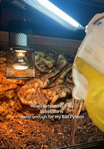 Cómo mantener la humedad adecuada para tu Ball Python