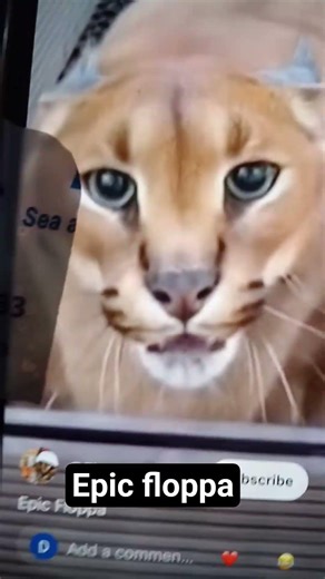 epic floppa#cute#bigcats