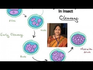 Embryonic Development In Insect - Part -3 - Dr. Kalpana Sharma.
