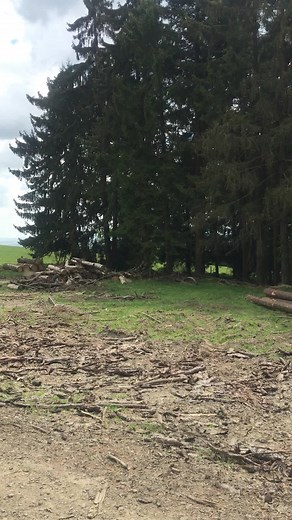 Kůrovec je 😂 juchu 💪 #husqvarna #chain #world #chainsawman #chainsaw #animals #tree #kurovec