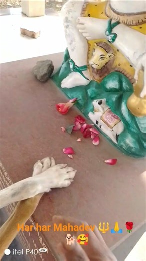 Cute Dog#shortvideo #dog #puppy #doglover#love