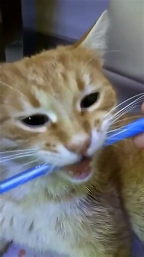 A very angry cat shows his aggression on a ballpoint pen